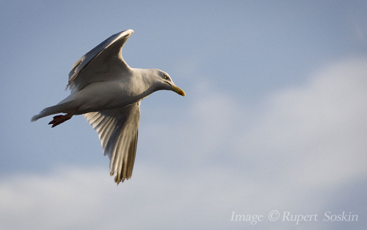 Canon EOS-1Ds Mark III + Canon EF 28-300mm F3.5-5.6L IS USM sample photo. Gull in flight photography