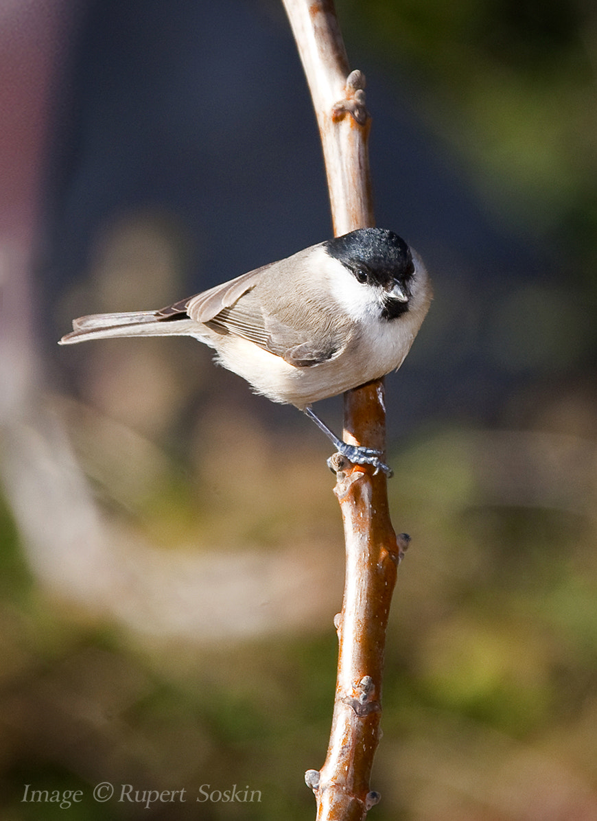 Canon EOS-1Ds Mark III + Canon EF 28-300mm F3.5-5.6L IS USM sample photo. Marsh tit photography