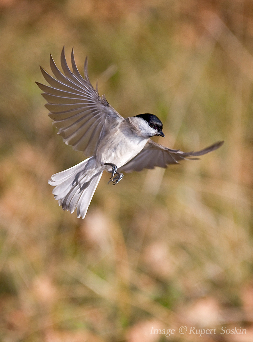 Canon EOS-1Ds Mark III + Canon EF 28-300mm F3.5-5.6L IS USM sample photo. Marsh tit in flight photography