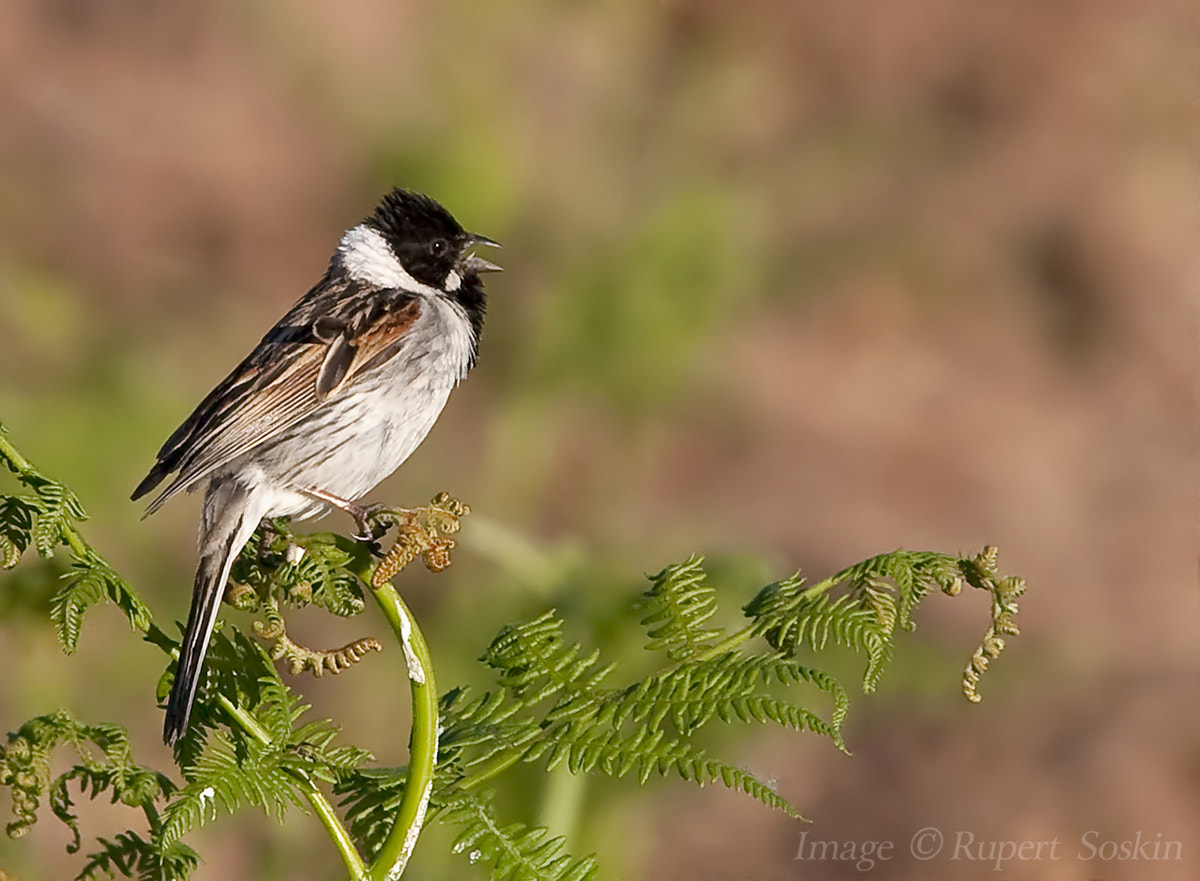 Canon EOS-1Ds Mark III + Canon EF 28-300mm F3.5-5.6L IS USM sample photo. Reed bunting photography
