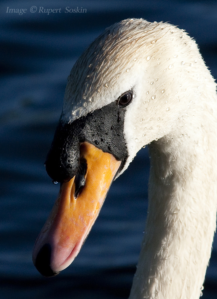 Canon EOS-1Ds Mark III + Canon EF 28-300mm F3.5-5.6L IS USM sample photo. Swan portrait photography