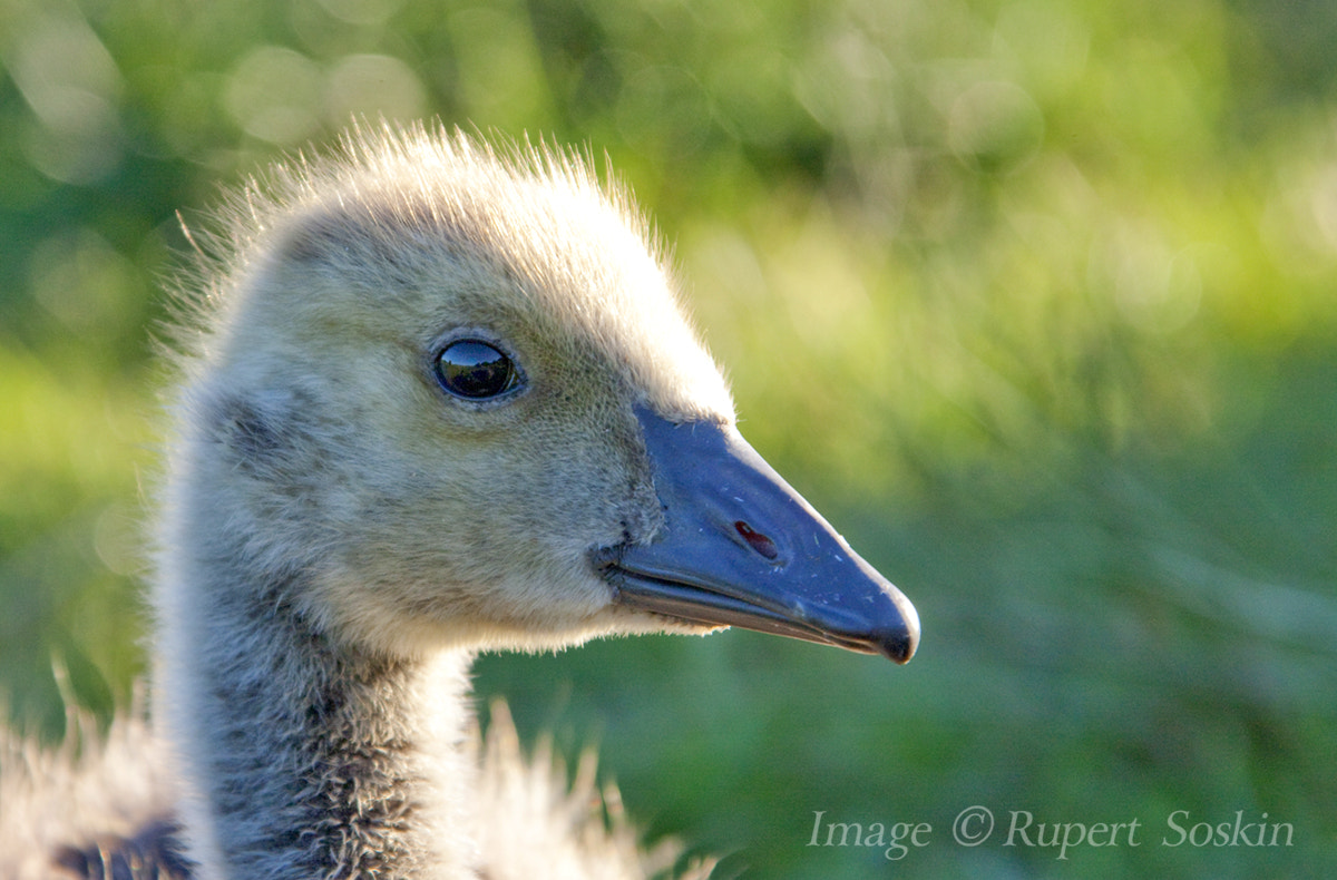 Canon EF 28-300mm F3.5-5.6L IS USM sample photo. Canada gosling eye photography