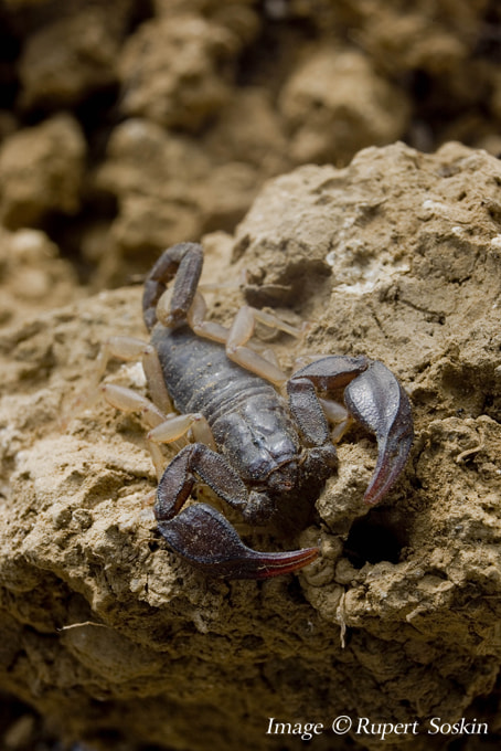 Canon EF 35-70mm f/3.5-4.5A sample photo. Euscorpius flavicaudis photography