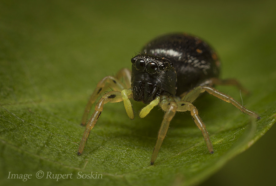 Canon MP-E 65mm F2.5 1-5x Macro Photo sample photo. Heliophanus flavipes photography