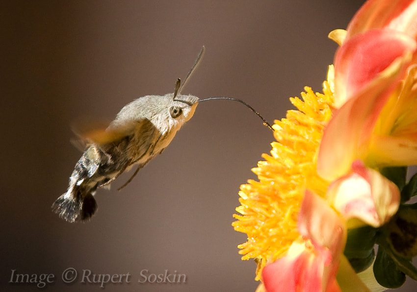 Canon EOS-1Ds Mark III + Canon EF 28-300mm F3.5-5.6L IS USM sample photo. Hummingbird hawkmoth photography