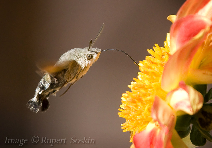 Canon EF 28-300mm F3.5-5.6L IS USM sample photo. Hummingbird hawkmoth photography
