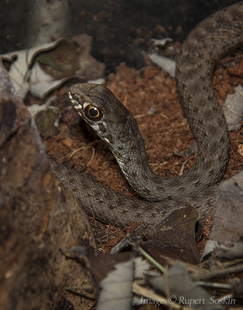 Canon EF 28-300mm F3.5-5.6L IS USM sample photo. Montpellier snake photography