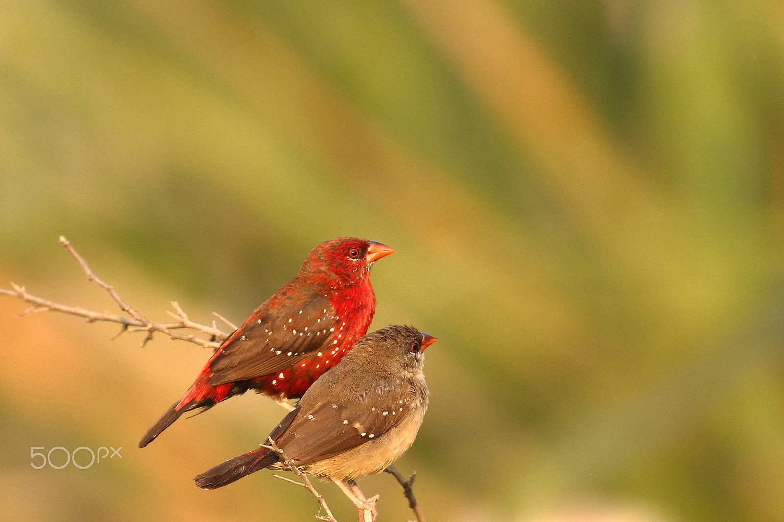 Canon EF 100-400mm F4.5-5.6L IS II USM sample photo. Mr.and mrs. avadavat photography