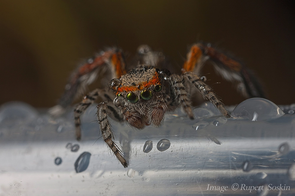 Canon MP-E 65mm F2.5 1-5x Macro Photo sample photo. Saitis barbipes photography