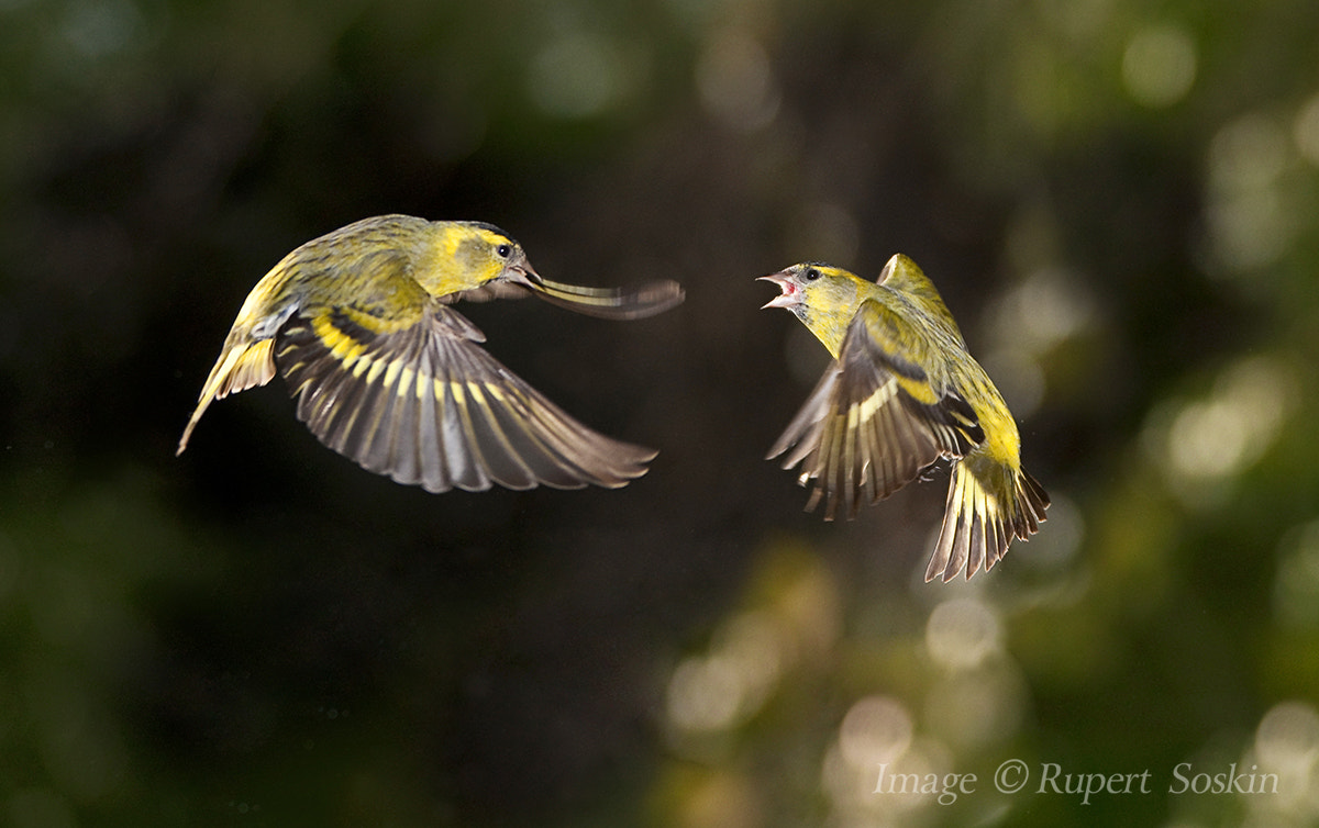 Canon EF 28-300mm F3.5-5.6L IS USM sample photo. Siskin fight photography