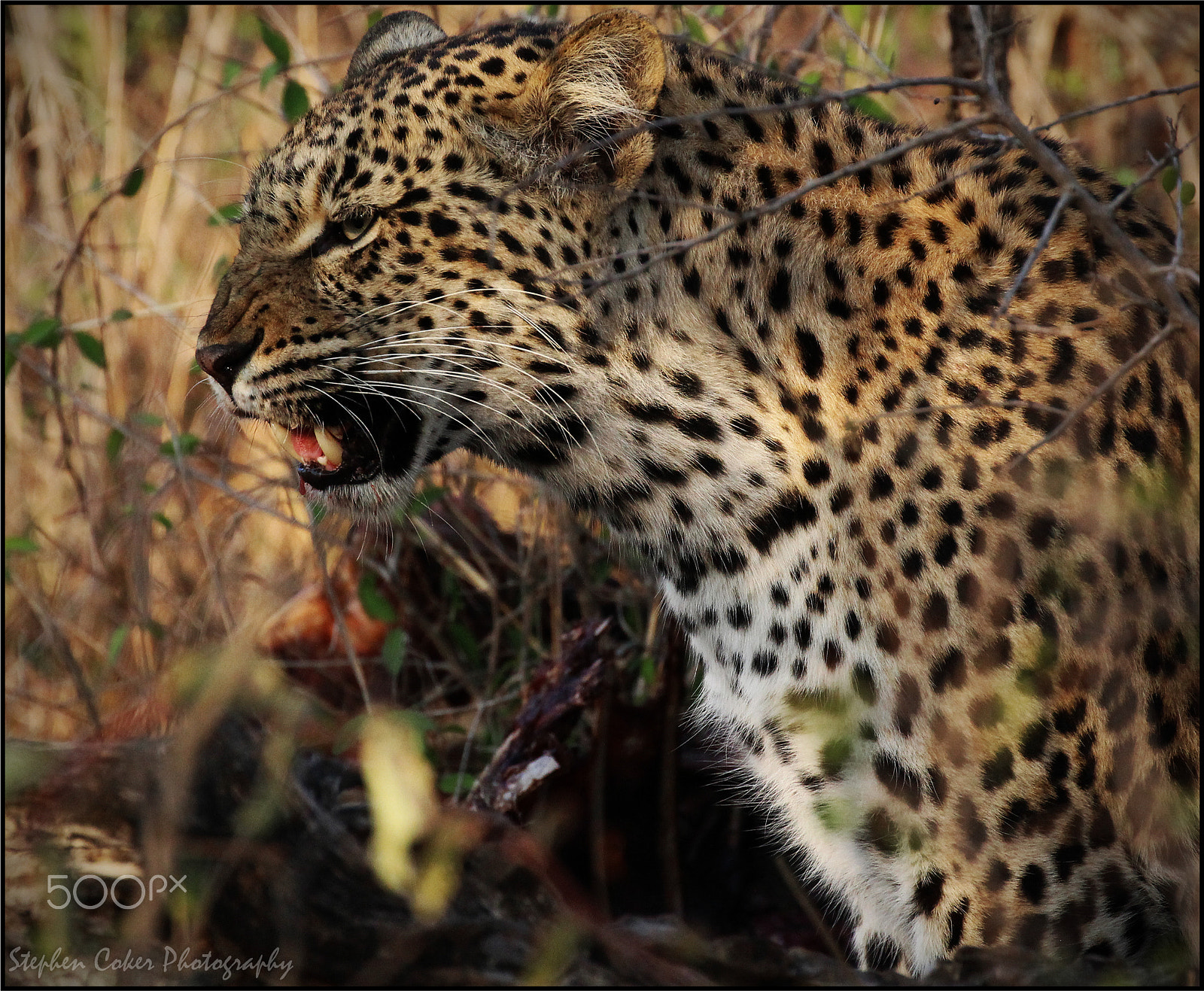 Canon EF 100-400mm F4.5-5.6L IS II USM sample photo. Angry mommy photography