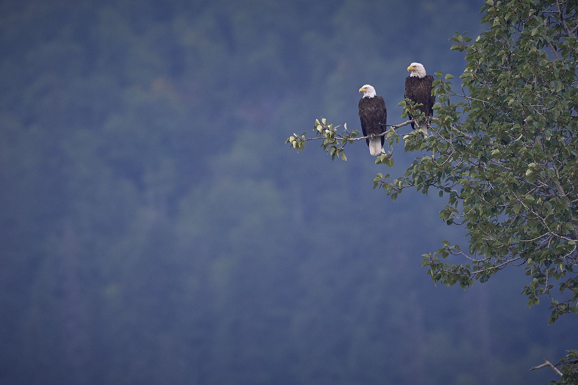 Canon EF 600mm F4L IS USM sample photo. Bald eagles photography