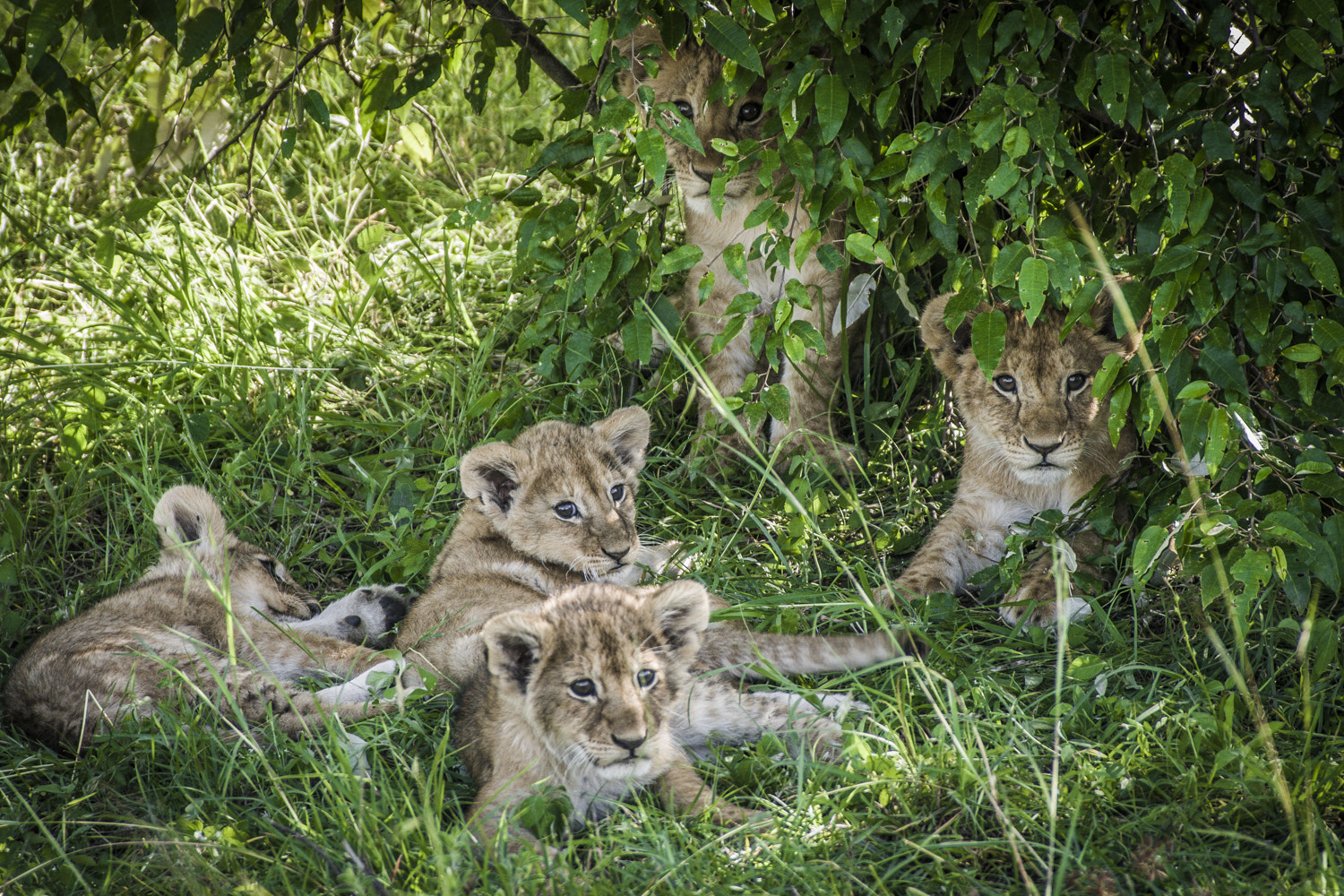 Pentax K20D sample photo. Cubs photography