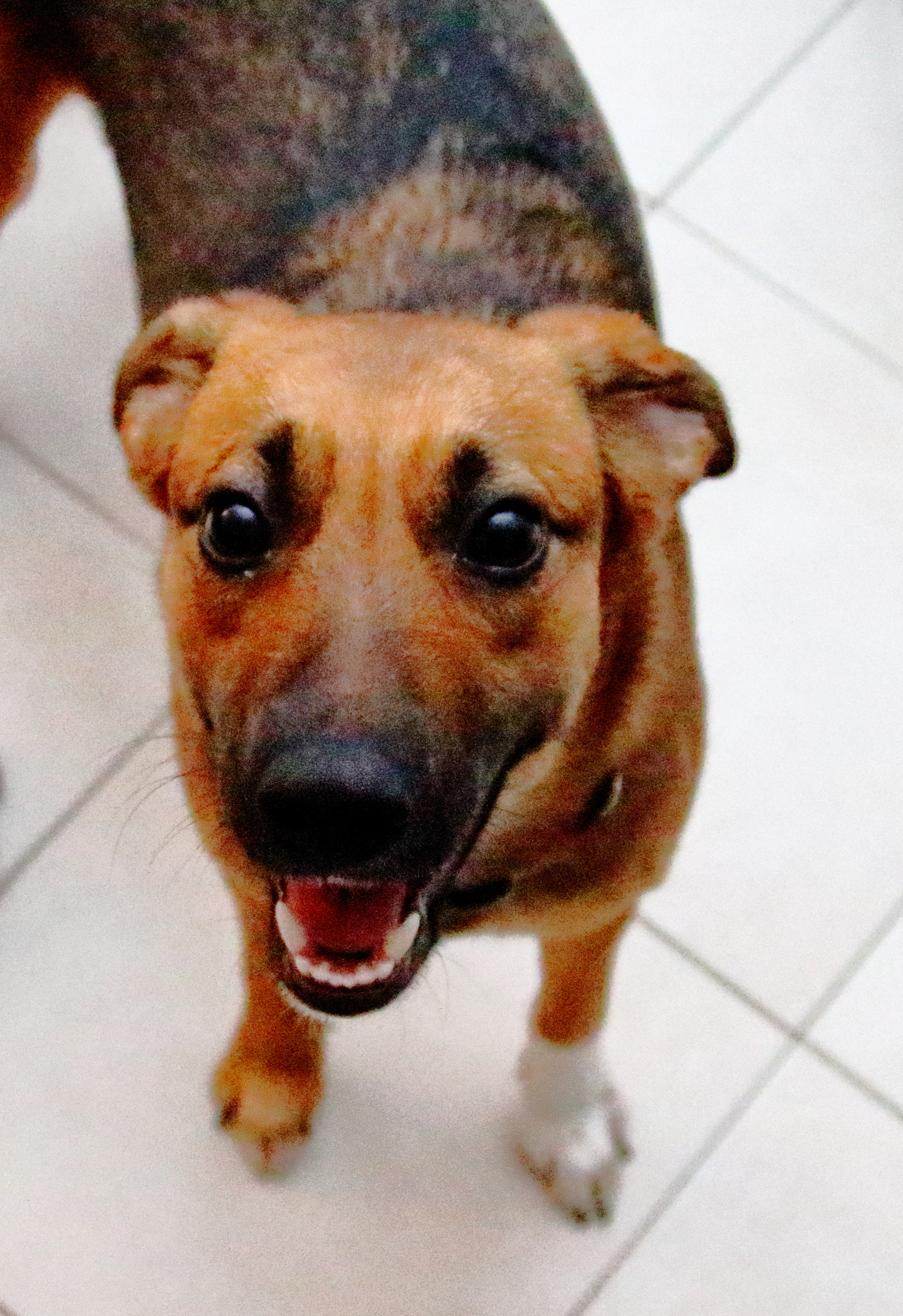 Sigma 28-80mm f/3.5-5.6 II Macro sample photo. Luna happy face photography