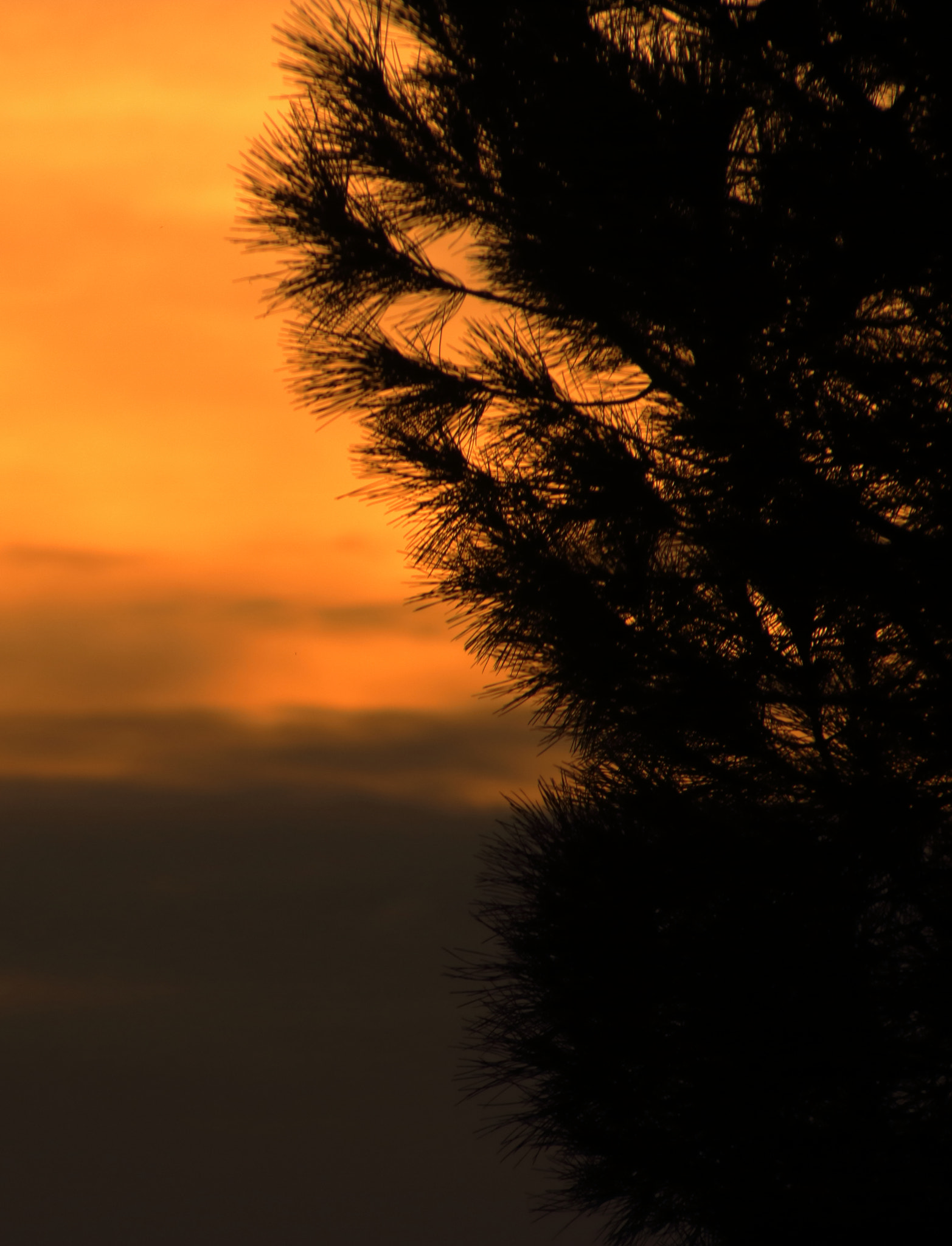 Canon EOS 760D (EOS Rebel T6s / EOS 8000D) + Sigma 70-300mm F4-5.6 APO DG Macro sample photo. Sunset silhouette photography