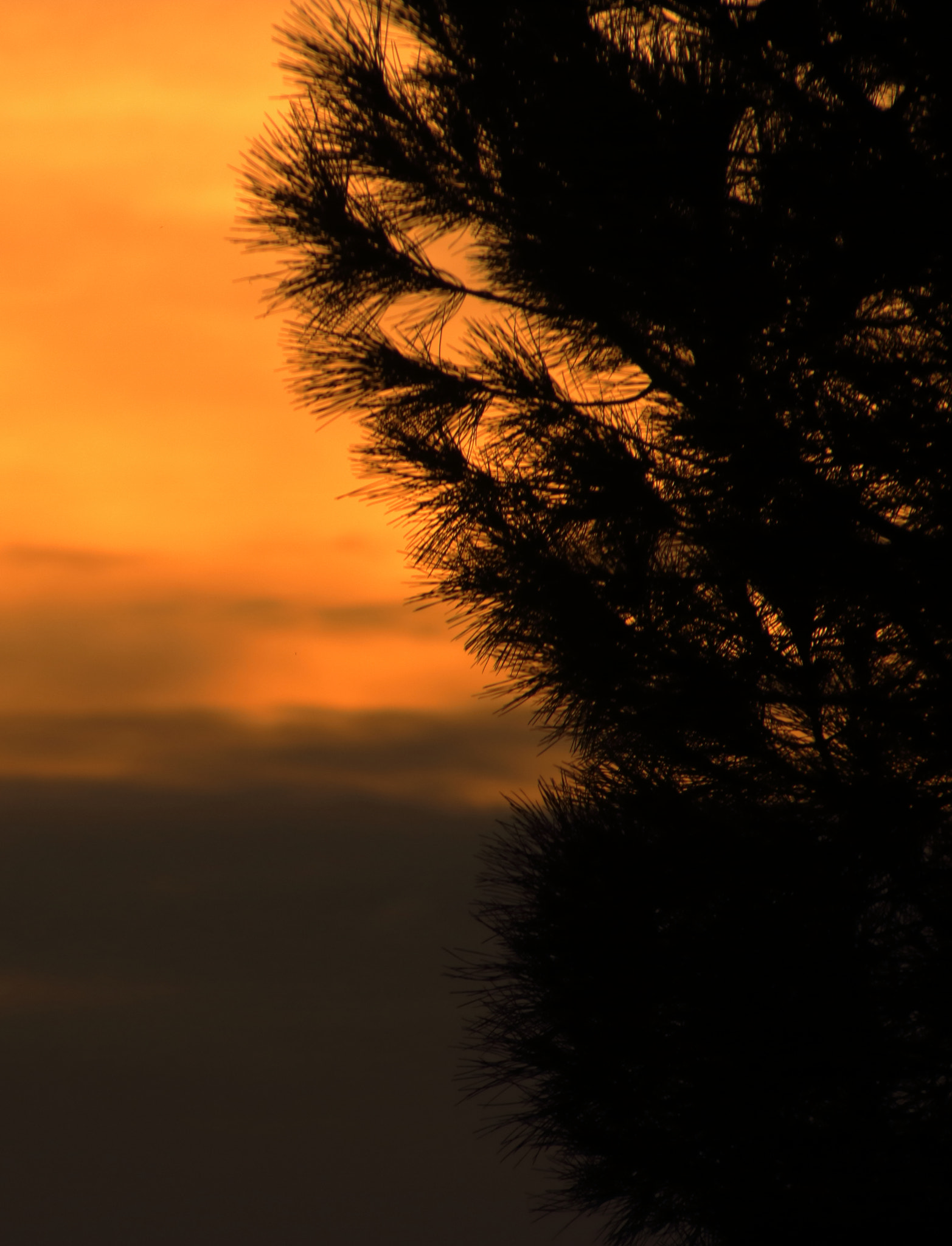 Canon EOS 760D (EOS Rebel T6s / EOS 8000D) sample photo. Sunset silhouette photography