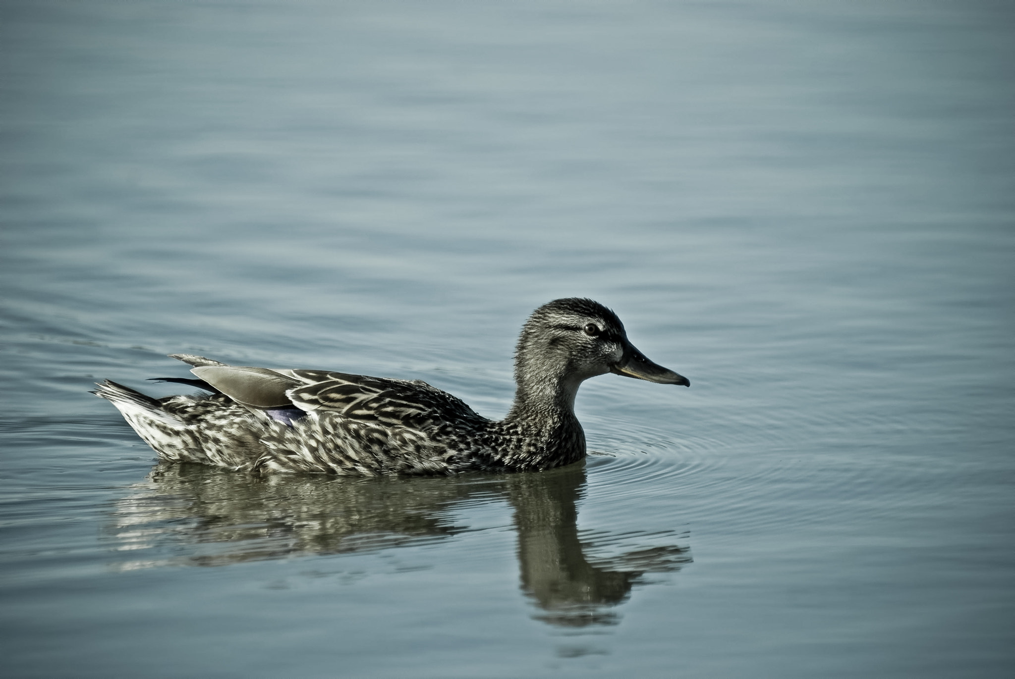 Nikon D40X + Sigma 70-300mm F4-5.6 DG OS sample photo. Duckyy photography