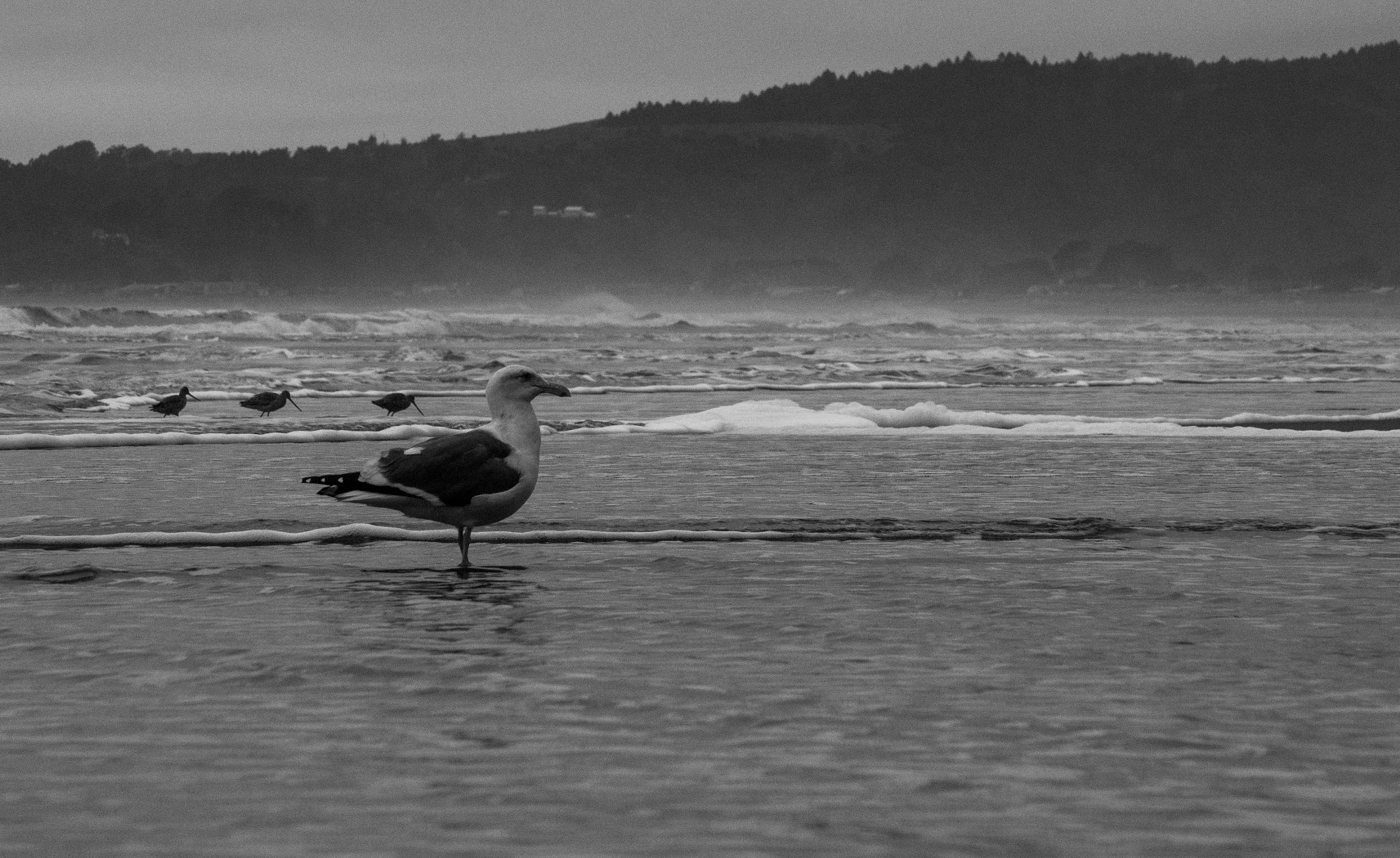 Sony Alpha a3000 sample photo. Stinson beach birds photography