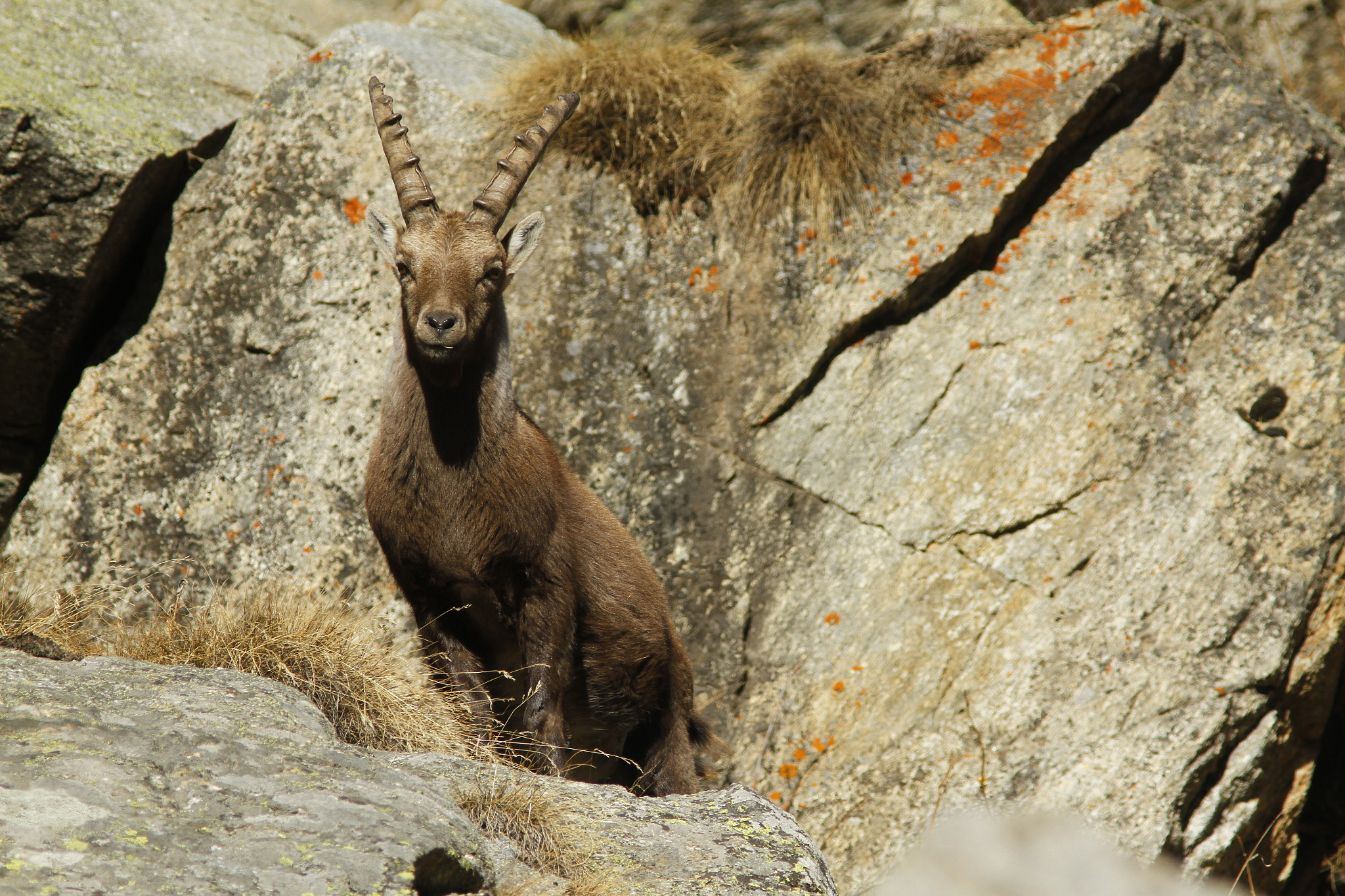 Canon EOS 7D + Canon EF 300mm f/4L + 1.4x sample photo. Steinbock in the rocks photography