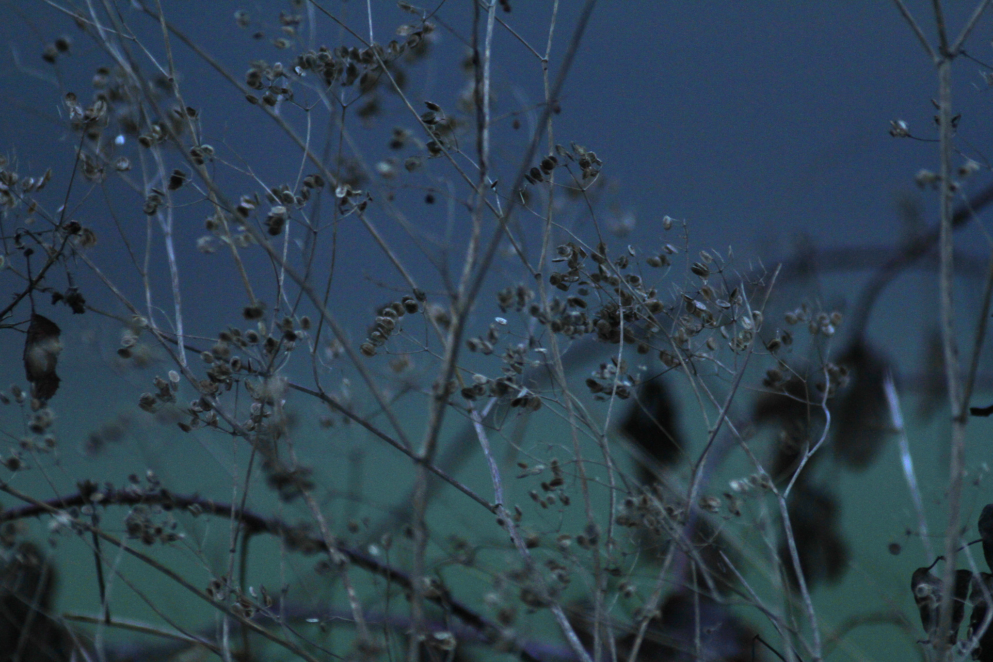 Canon EF 300mm f/2.8L + 1.4x sample photo. Flowers in the blue photography
