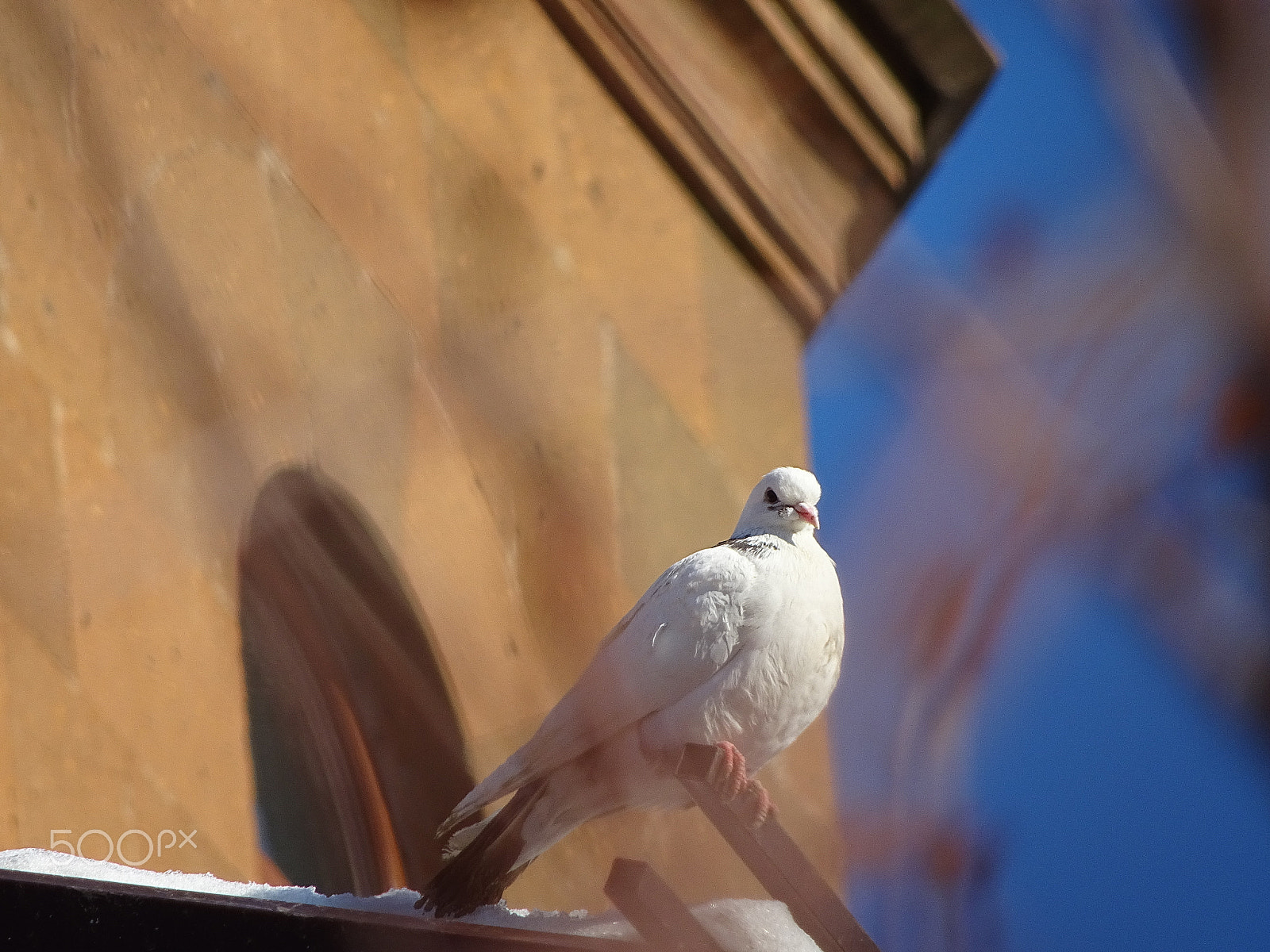 Sony DSC-QX30 sample photo. The pigeon of peace. photography