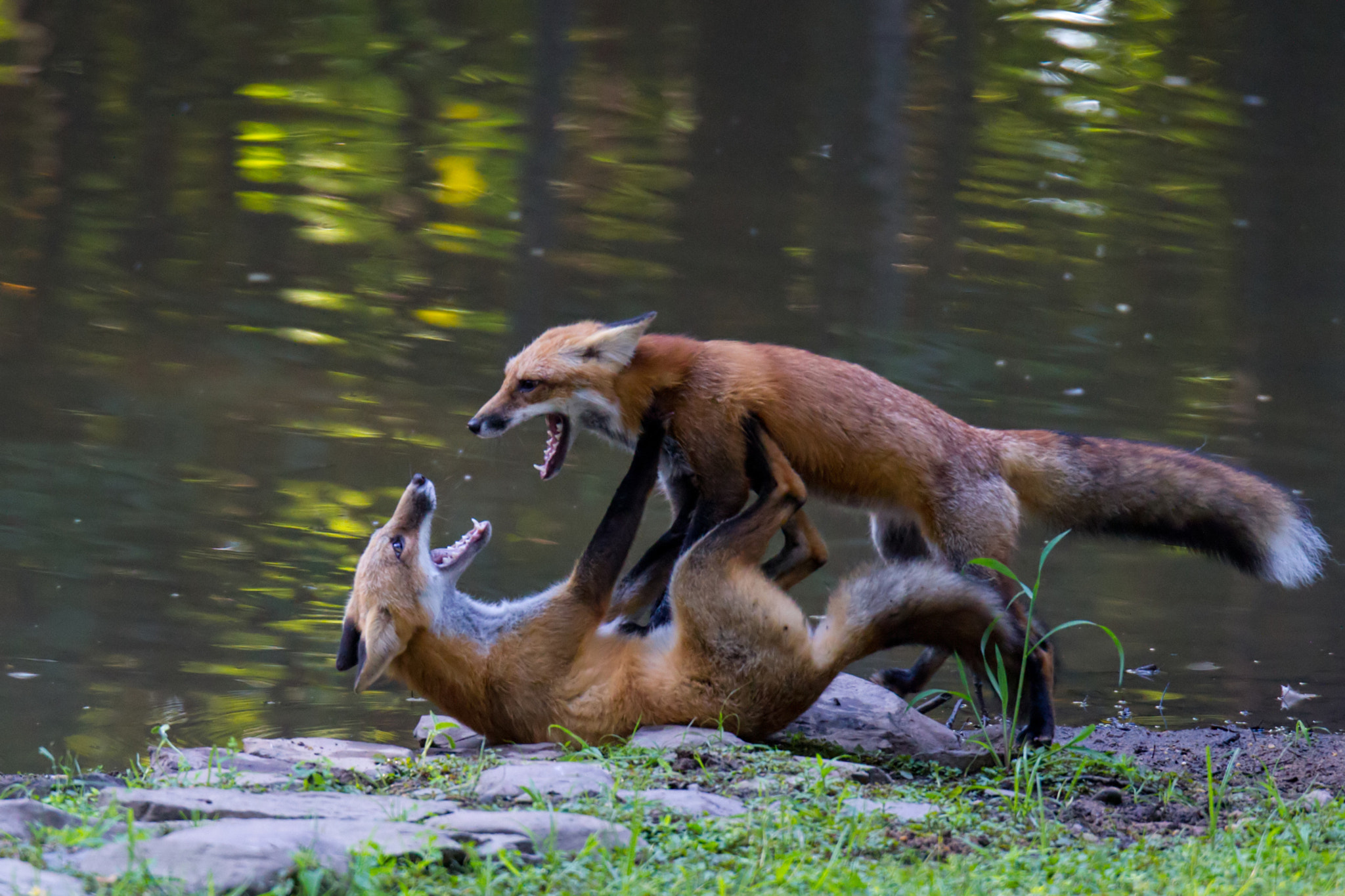 Sigma 120-300mm F2.8 EX DG HSM sample photo. Fox fight photography