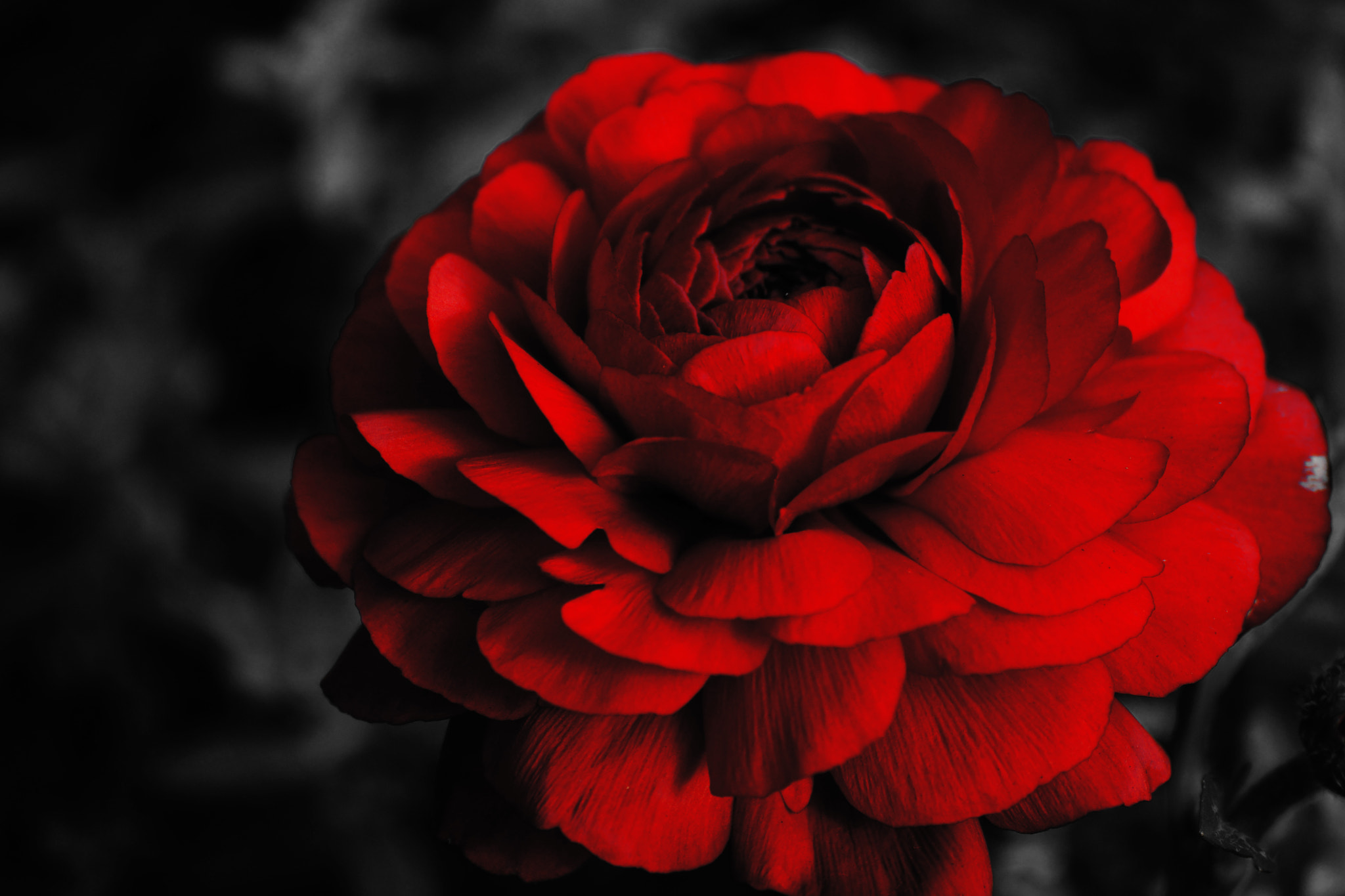 Tamron SP 70-300mm F4-5.6 Di USD sample photo. Ranunculus photography