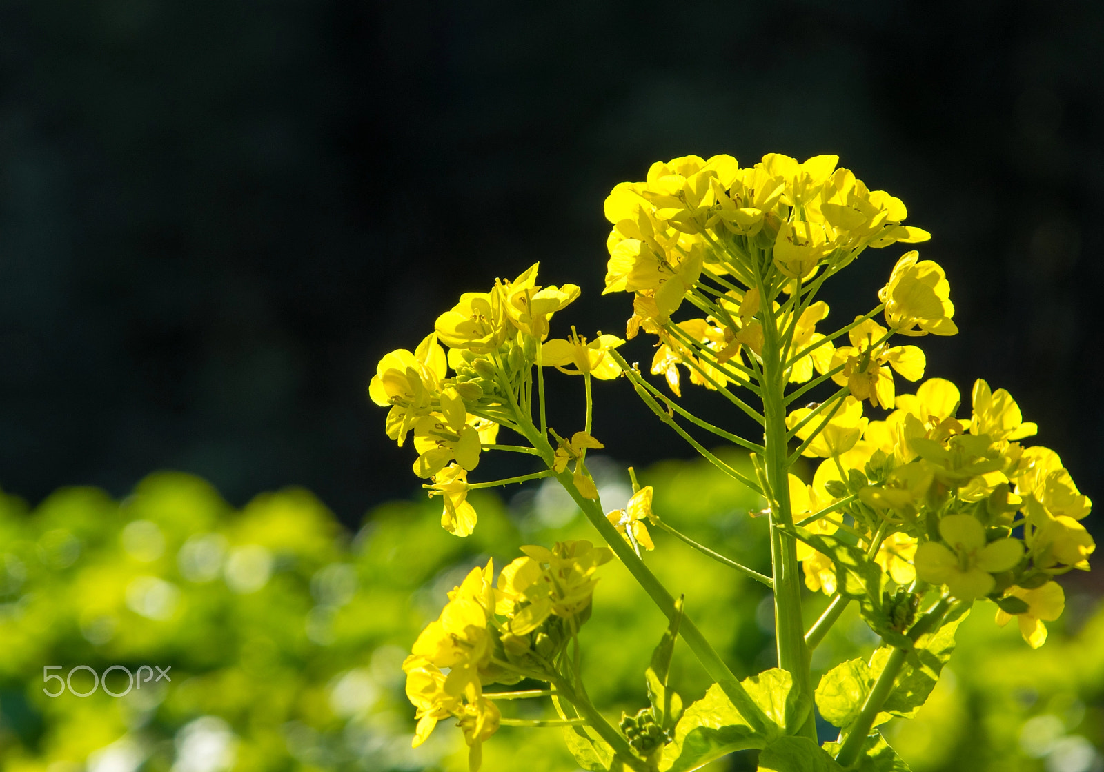 Pentax K-3 + smc PENTAX-F 35-105mm F4-5.6 sample photo. Flower of cole in ninomiya, japan. photography