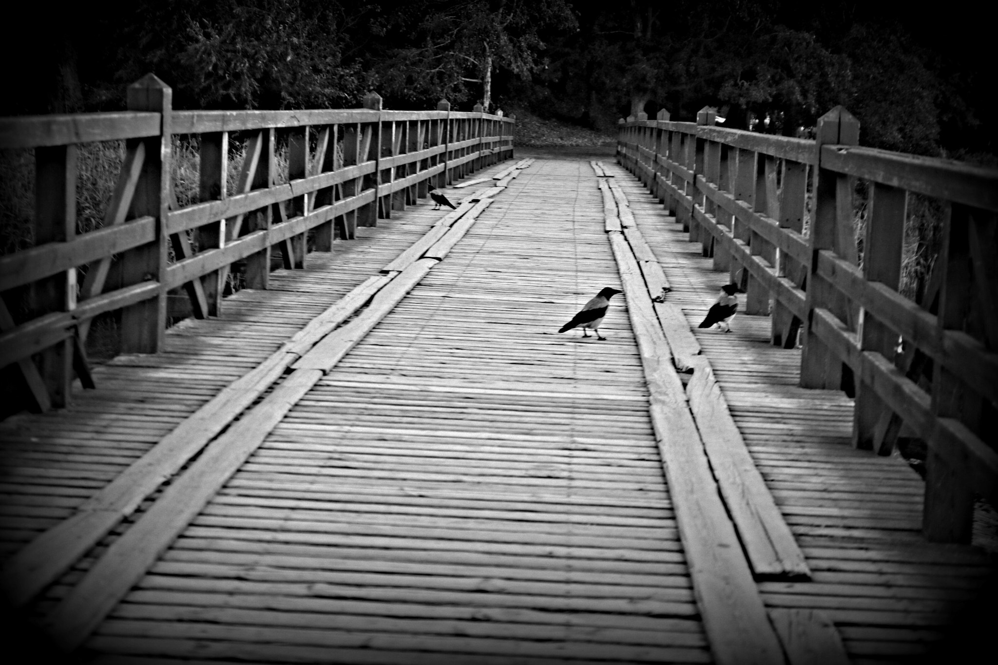 Canon EOS 760D (EOS Rebel T6s / EOS 8000D) sample photo. Zvlgomes photography