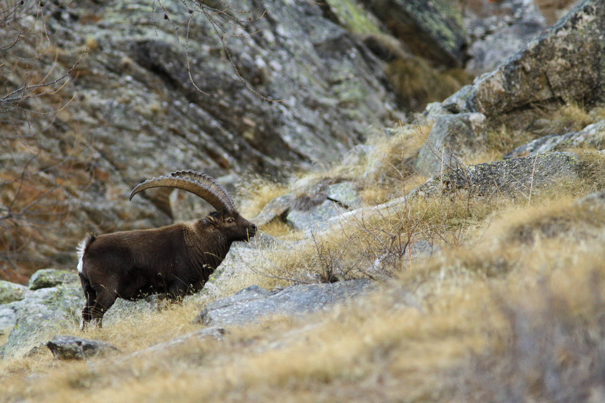 Canon EOS 7D + Canon EF 300mm f/4L + 1.4x sample photo. Steinbock photography