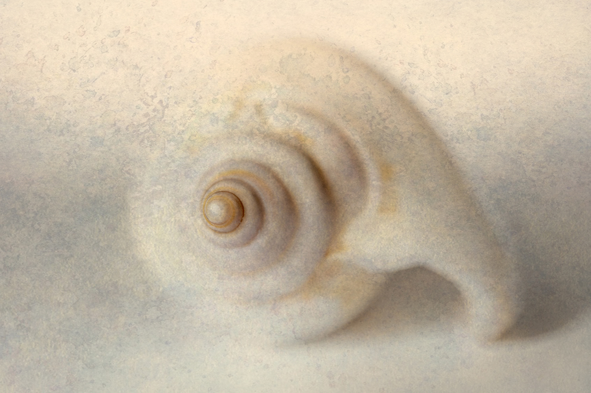 Canon EOS-1Ds Mark III sample photo. Shell photography