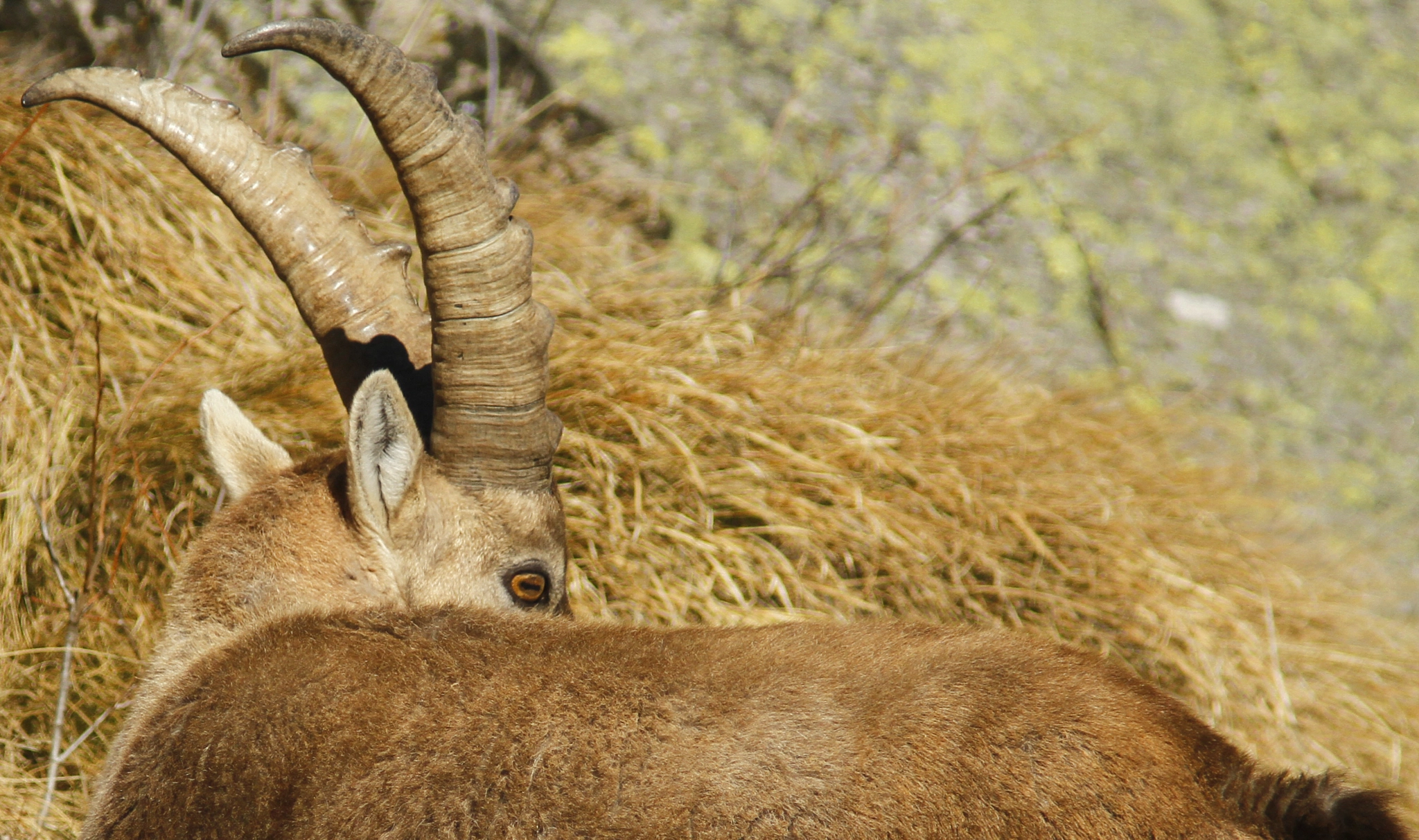 Canon EF 300mm f/4L + 1.4x sample photo. Steinbock, particular photography