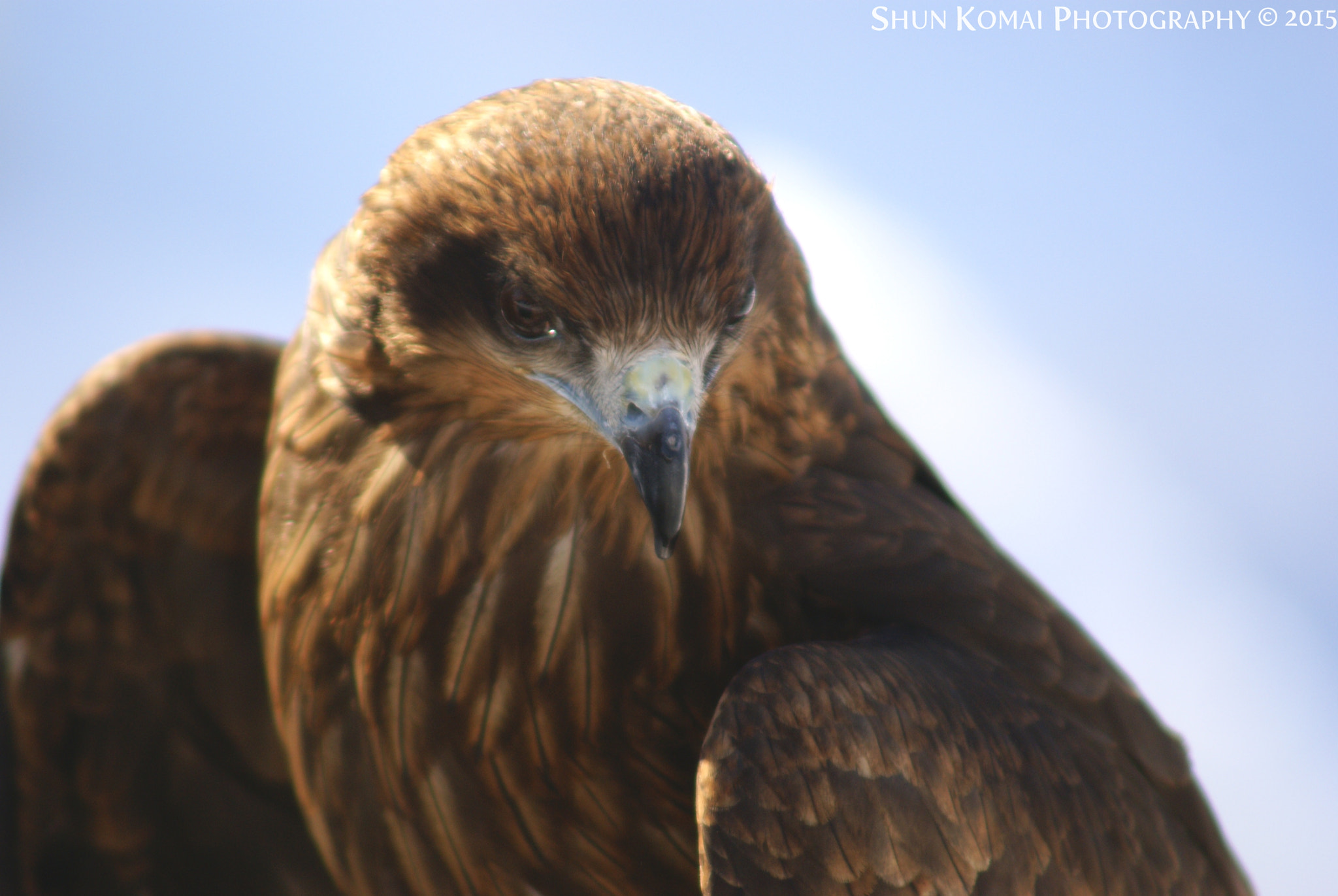 Sony Alpha DSLR-A100 + Minolta AF 100-300mm F4.5-5.6 sample photo. Black kite photography