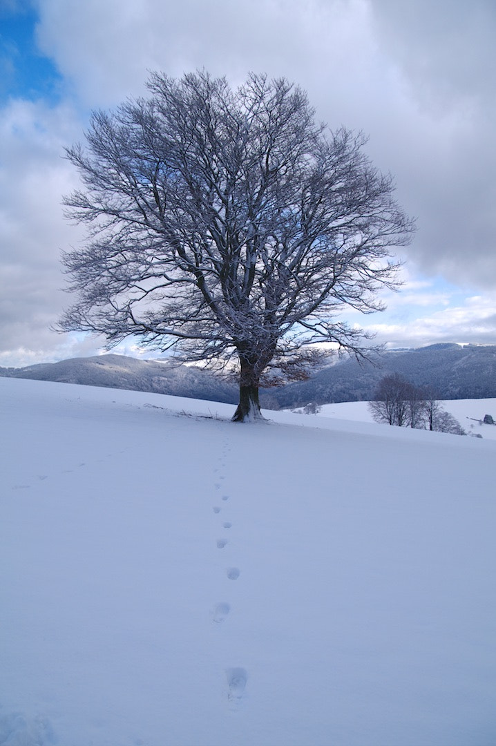 Pentax K-7 + Sigma 18-50mm F2.8 EX DC sample photo. Wintertree photography