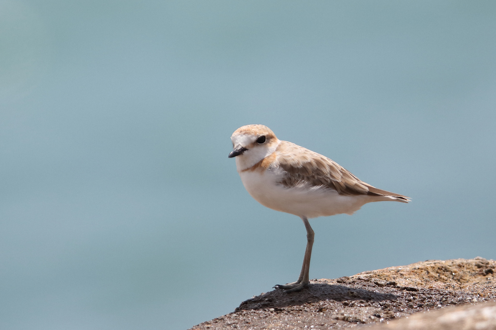 Canon EF 400mm F2.8L IS II USM sample photo. Malaysian plover photography