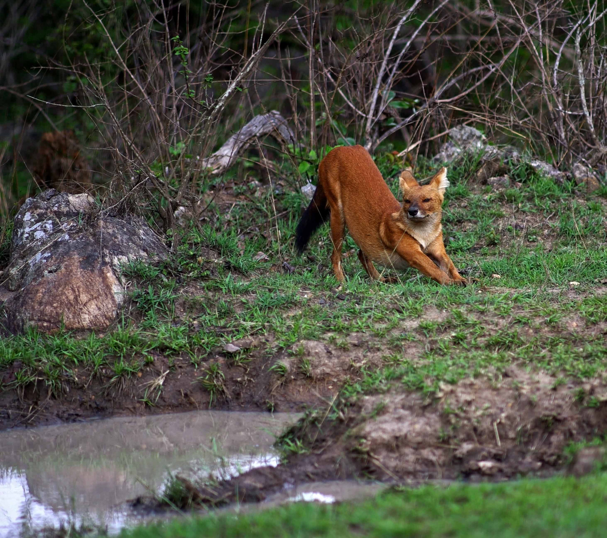 Pentax K10D + Pentax smc DA* 200mm F2.8 ED (IF) SDM sample photo. Stretch!!!!dhole photography