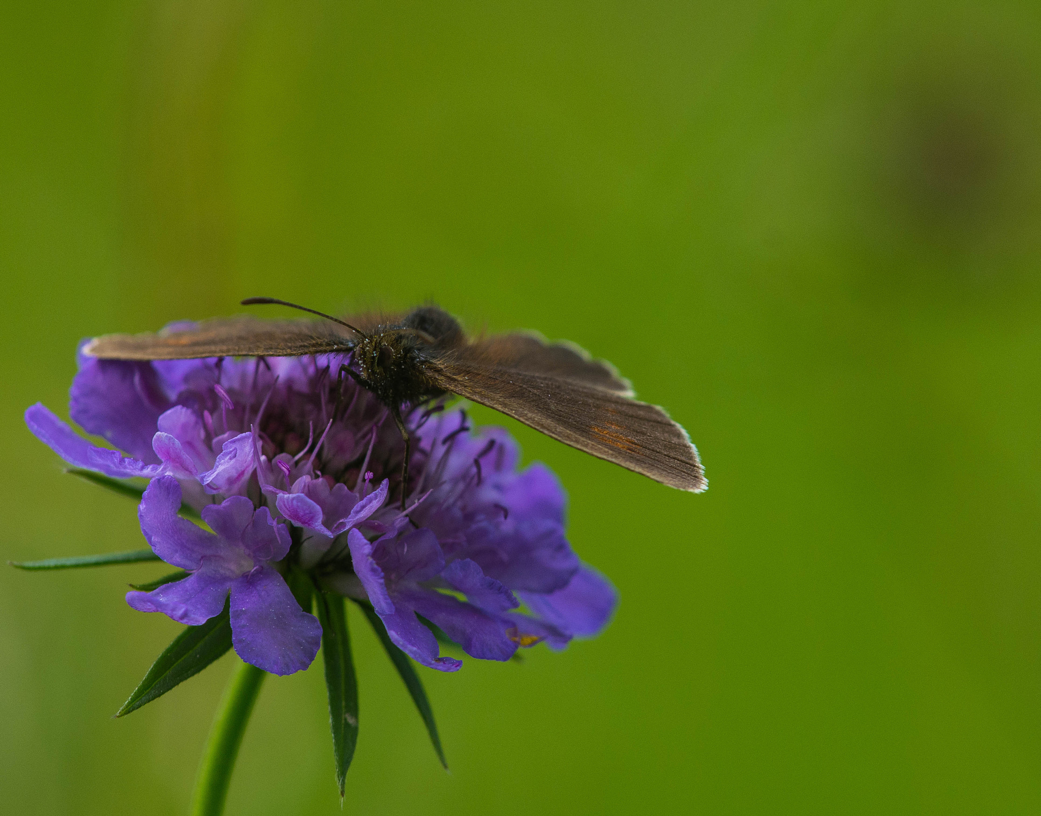 Pentax K-5 + smc PENTAX-F* 300mm F4.5 ED[IF] sample photo. Impollination photography