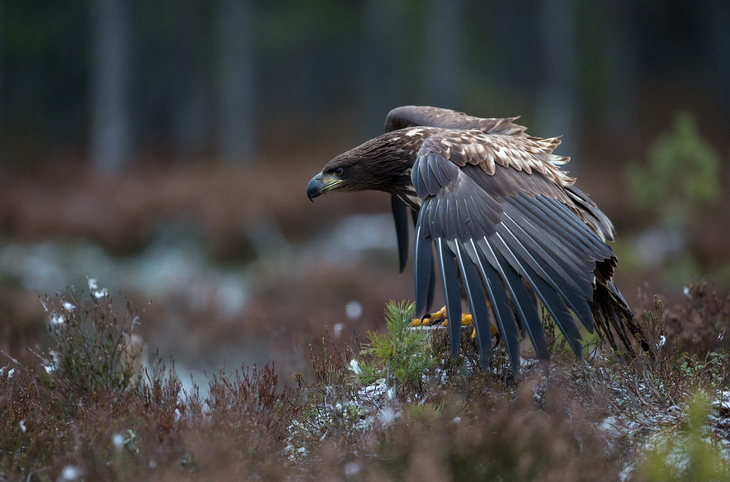 Canon EF 400mm F2.8L IS USM sample photo. White-tailed eagle photography