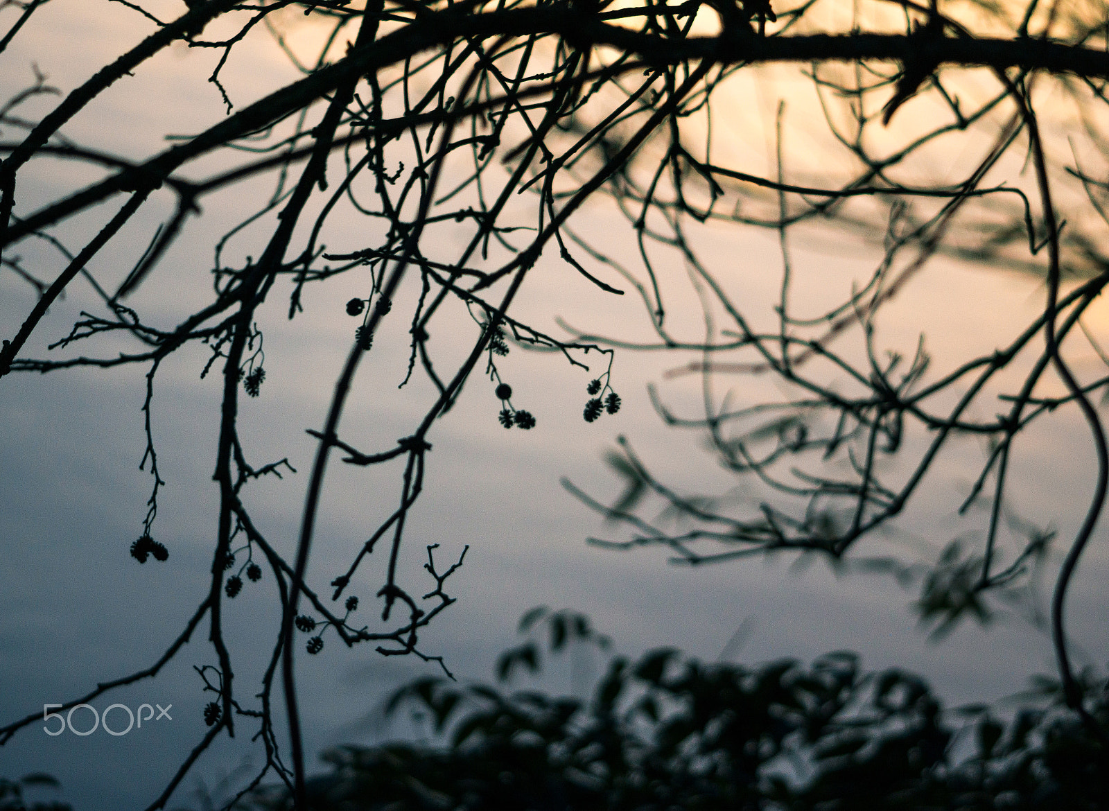 Sony Alpha NEX-7 + Minolta AF 100-200mm F4.5 sample photo. Naked bush in winter photography