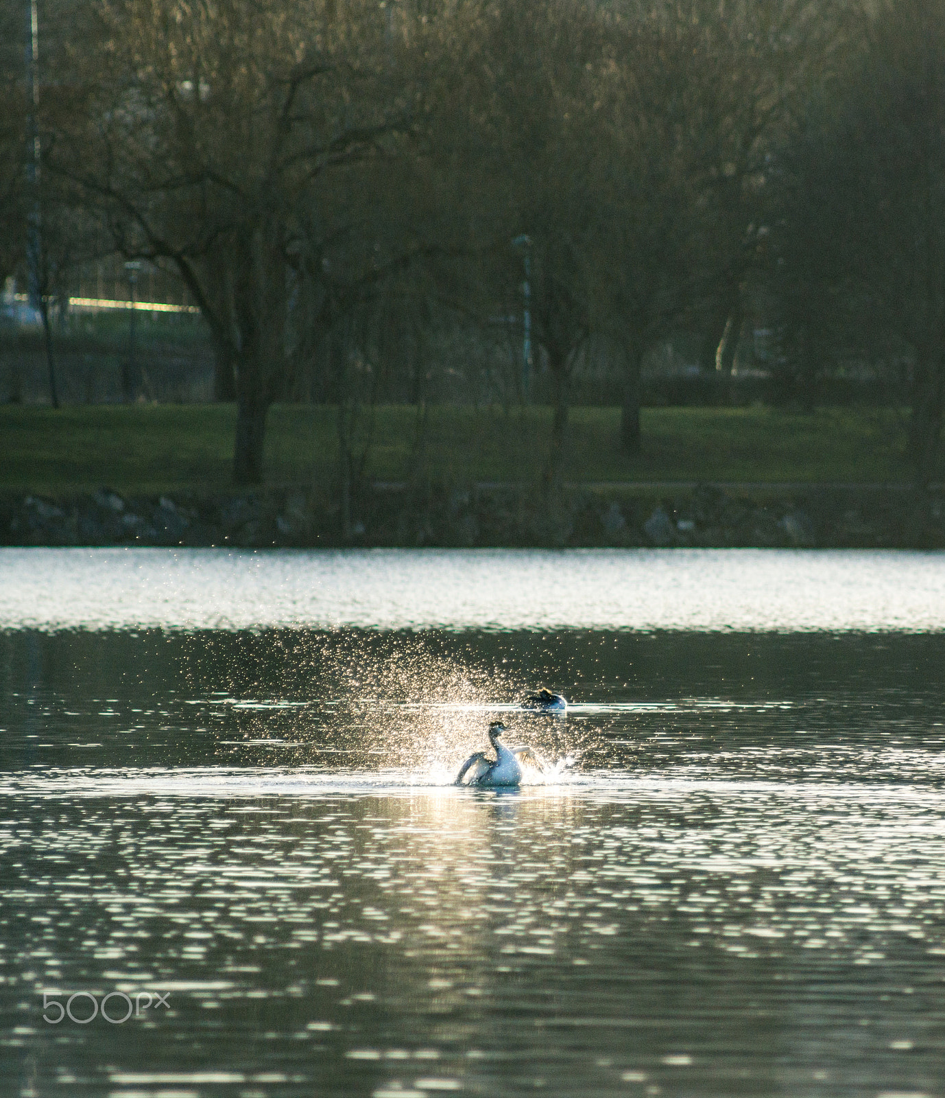 Sony Alpha NEX-7 + Minolta AF 100-200mm F4.5 sample photo. Great crested grebe washing photography