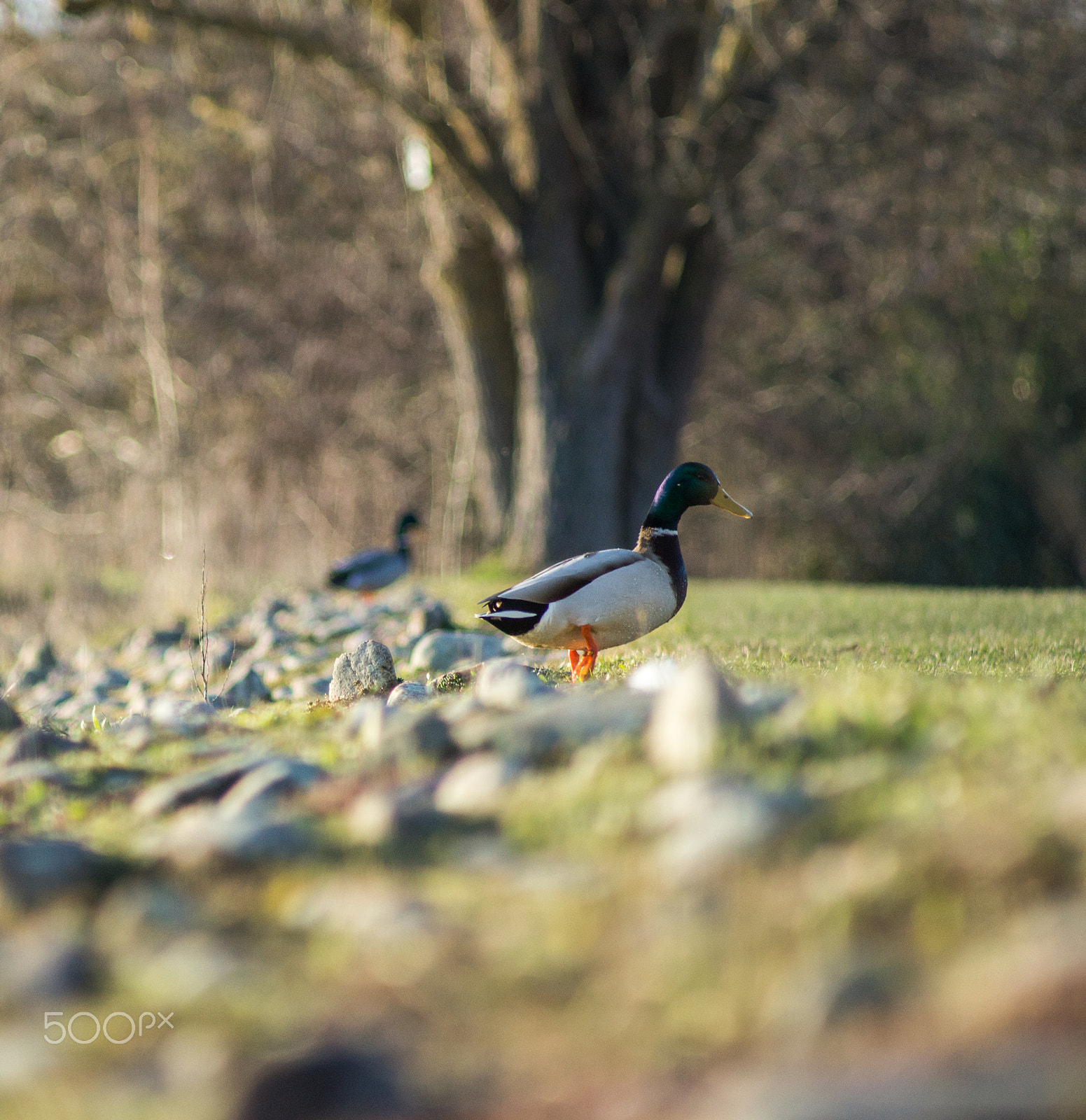 Sony Alpha NEX-7 + Minolta AF 100-200mm F4.5 sample photo. Ducks walking out of water photography