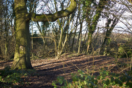 Sony Alpha DSLR-A450 + Sony DT 50mm F1.8 SAM sample photo. Forest photography