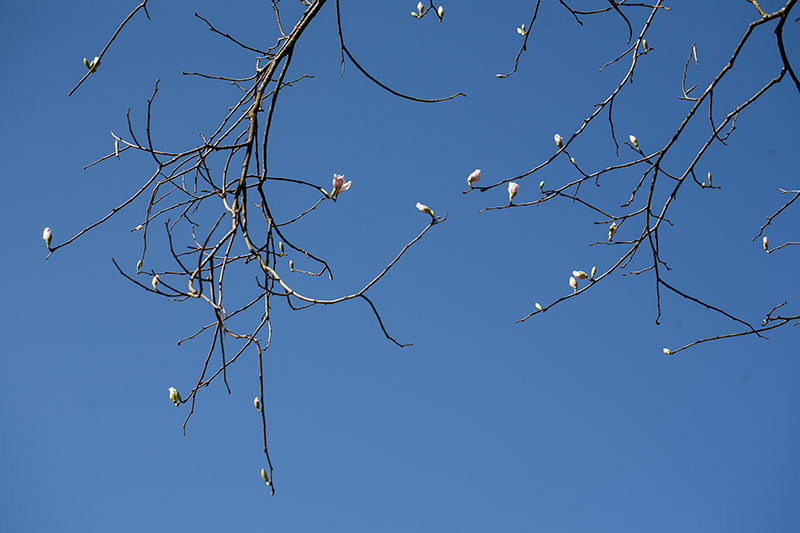 Canon EOS 5D + Canon EF 100mm F2.8L Macro IS USM sample photo. Spring sky photography