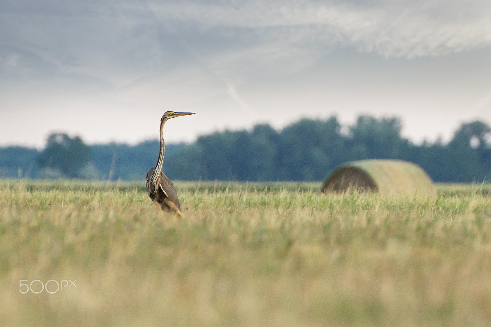 Tamron SP 70-300mm F4-5.6 Di USD sample photo. Purple heron photography