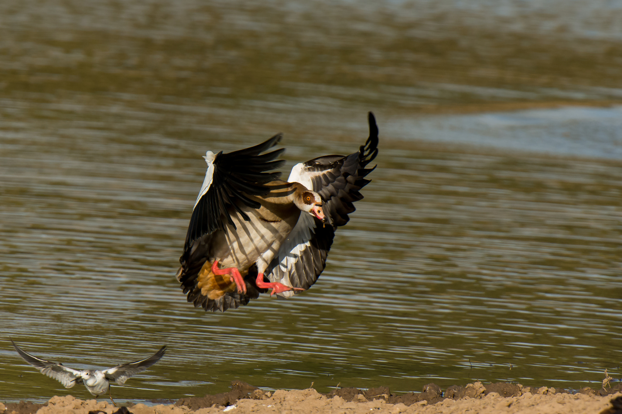 Nikon AF-S Nikkor 500mm F4D ED-IF II sample photo. Egyptain goose landing photography