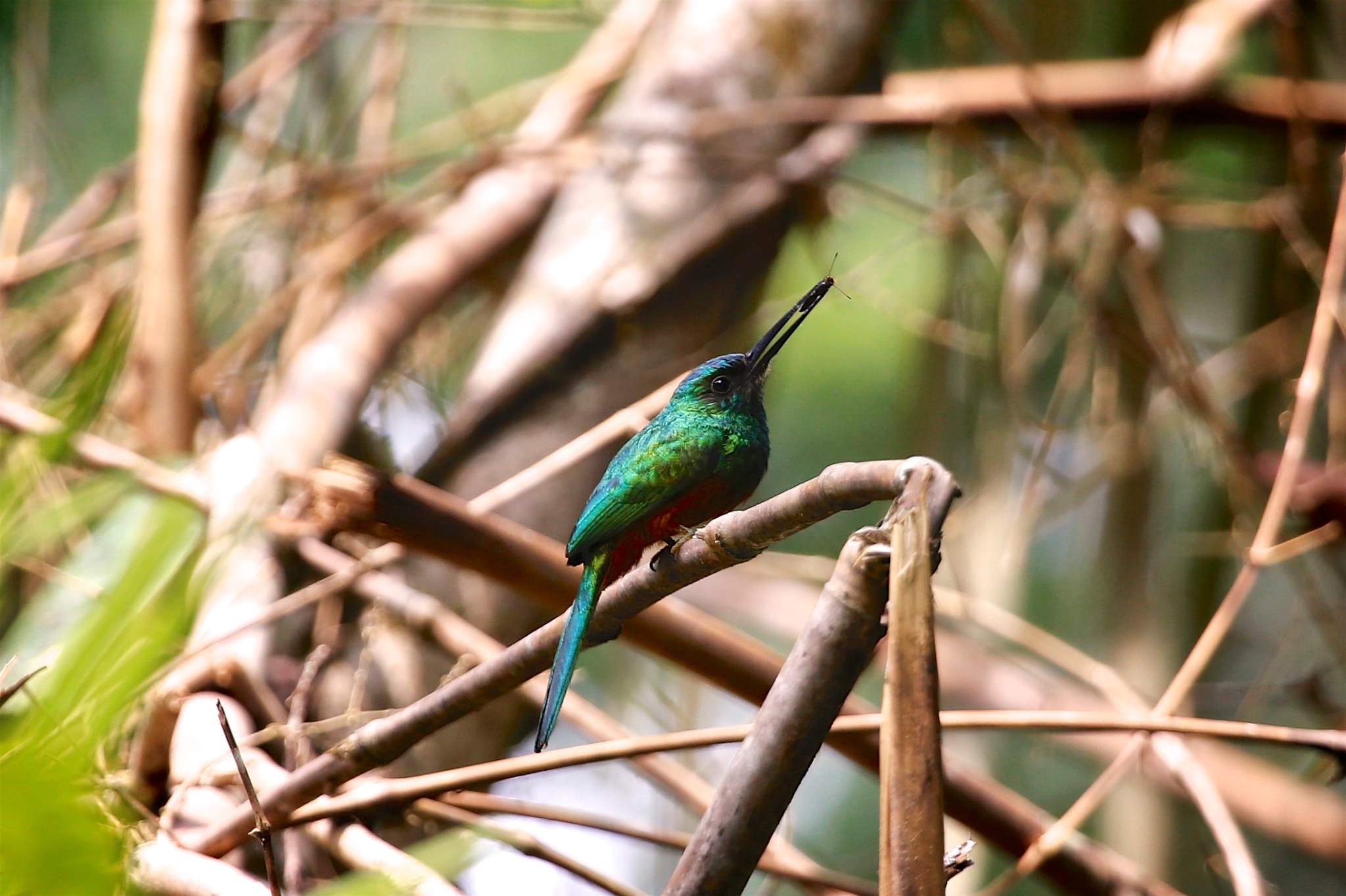 Canon EF 100-400mm F4.5-5.6L IS USM sample photo. Hummingbird caught its' dinner photography