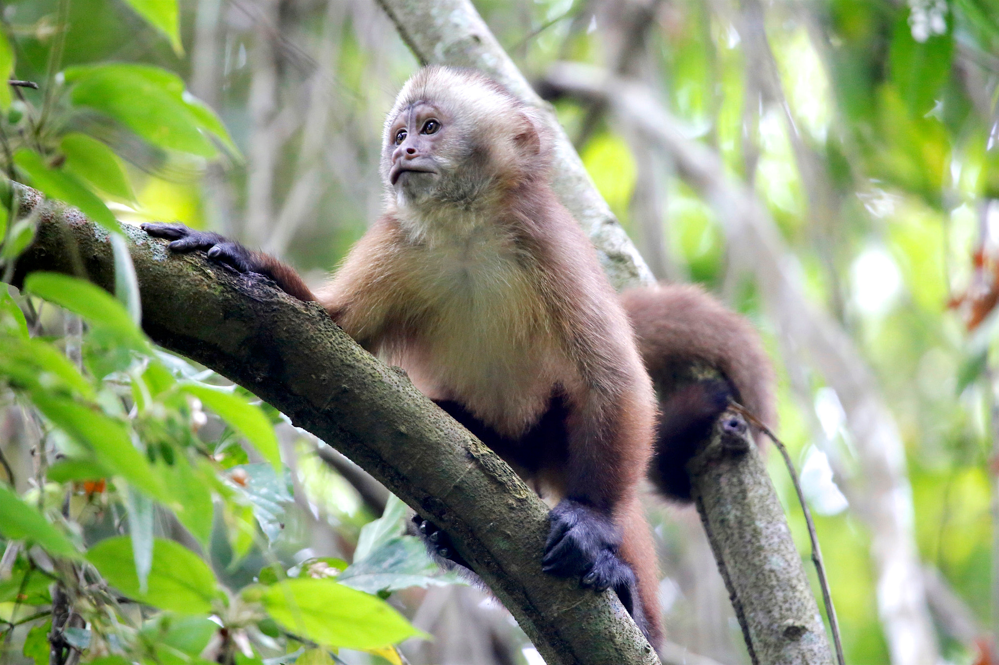 Canon EF 100-400mm F4.5-5.6L IS USM sample photo. Capuchin monkey hankering over a banana... photography