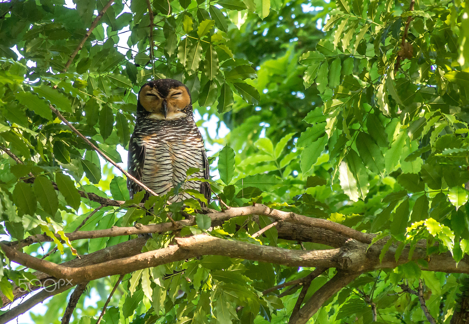 Olympus OM-D E-M5 sample photo. Spotted wood owl taking a nap photography