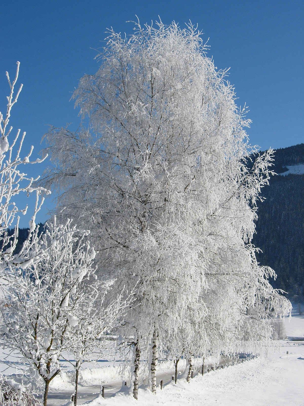 Nikon E5200 sample photo. Winterbaum photography