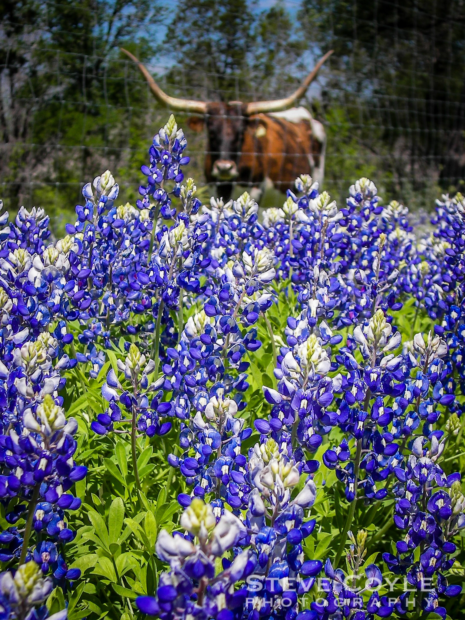 Kodak P850 ZOOM DIGITAL CAMERA sample photo. Bluebonnet longhorn photography